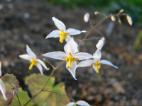 /album/fotogalerie-nabidka/epimedium-stellulatum-wudang-star2-jpg/